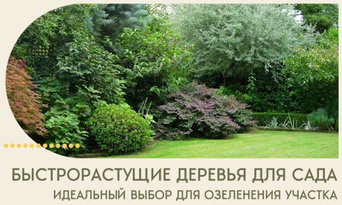 Быстрорастущие деревья для сада идеальный выбор в Чернушке