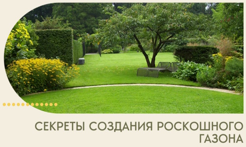 Секреты создания роскошного газона в Чернушке